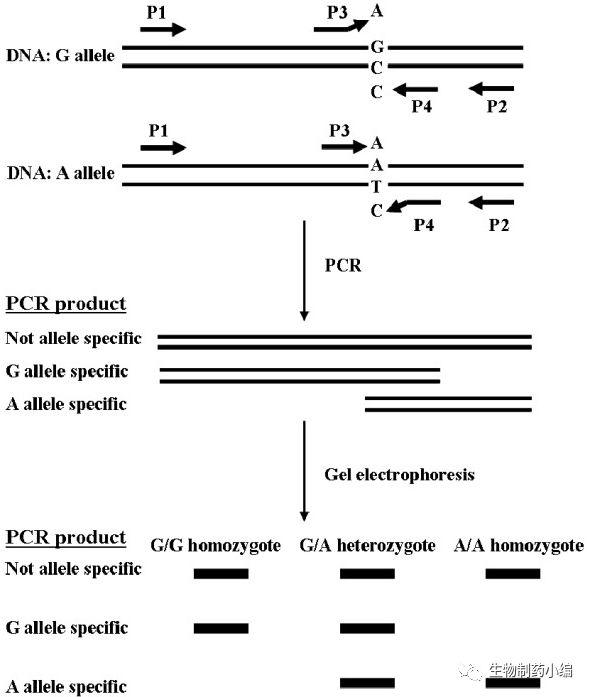 ARMS PCR原理，簡單省錢的方法設(shè)計設(shè)計一套引物，分為inside和outside，突變的位點(diǎn)無法配對擴(kuò)增，通過凝膠電泳區(qū)分PCR產(chǎn)品大小來做點(diǎn)突變判斷。
