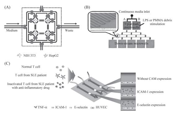 圖7細胞間相互作用研究示意圖