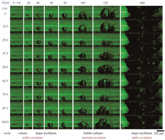 圖5微通道中不同半徑氣泡的微觀空化行為(每列的9張連續圖片選自于拍攝幀速80000幀/秒、曝光12μs的視頻。圖片的時間間隔為12.5μs。圖片底部標出了不同半徑氣泡的振蕩模式) 圖5微通道中不同半徑氣泡的微觀空化行為(每列的9張連續圖片選自于拍攝幀速80000幀/秒、曝光12μs的視頻。圖片的時間間隔為12.5μs。圖片底部標出了不同半徑氣泡的振蕩模式)
