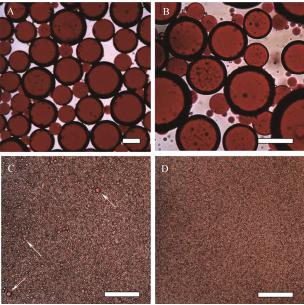 圖7Freitas等制備的水包油乳液光學圖像 圖7Freitas等制備的水包油乳液光學圖像