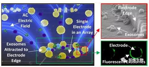 快速分離血漿中的外泌體，檢測外泌體相關的生物標志物
