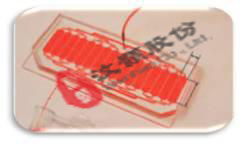 胚胎水平藥物篩選微流控芯片