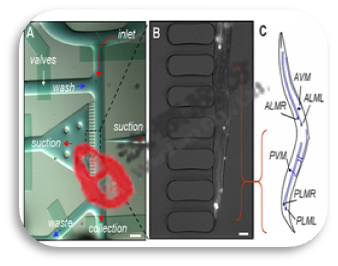 個體水平藥物篩選微流控生物芯片