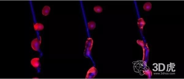 科學家借“空中微流體”技術成功打印出3D打印的活細胞 科學家借“空中微流體”技術成功打印出3D打印的活細胞