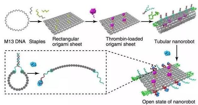 DNA薄片結(jié)構(gòu)可捲曲為管狀，包裹凝血酶分子帶入體內(nèi)