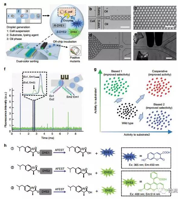 Nat. Commun. 微流控液滴篩選技術：上海交通大學楊廣宇團隊在酶立體選擇性超高通量篩選體系取得突破性進展