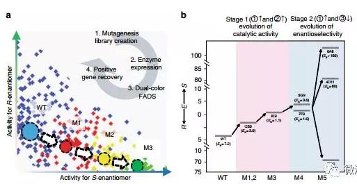 Nat. Commun. 微流控液滴篩選技術：上海交通大學楊廣宇團隊在酶立體選擇性超高通量篩選體系取得突破性進展