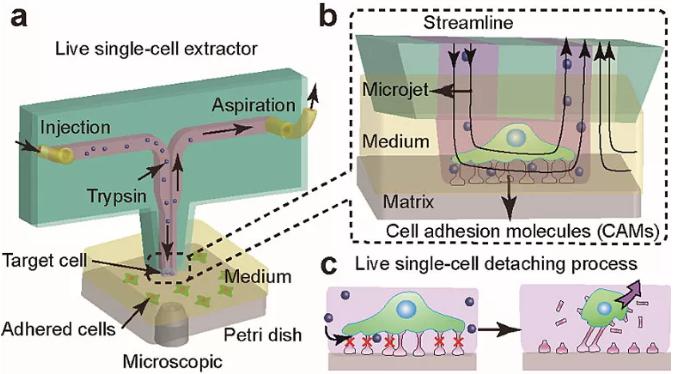 圖1. 基于微流控芯片的單細胞提取與原位分析技術。