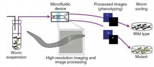 .微流控溫度誘導 秀麗隱桿線蟲的固定