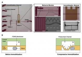 線蟲 在微流控芯片上的壓縮固定