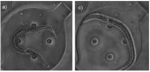 線蟲 固定在芯片-凝膠雜化微流體裝置