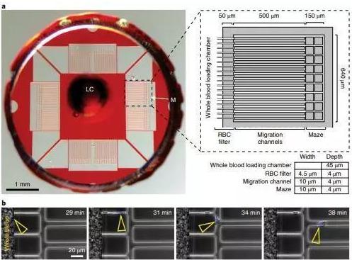 利用一滴稀釋的血液，通過微流體設備測定中性粒細胞自發的運動。