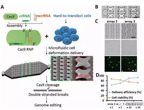 微流控芯片技術(shù)助力免疫治療，將CRISPR體系傳遞到人類T細(xì)胞