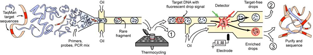 用于目標基因富集的基于液滴的微流體系統(tǒng)