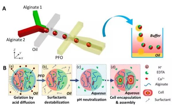 圖1 微流控液滴技術制備可控微觀結構的多瓣微凝膠。 圖1 微流控液滴技術制備可控微觀結構的多瓣微凝膠。