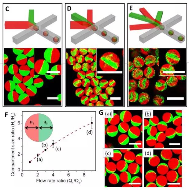 圖1 微流控液滴技術制備可控微觀結構的多瓣微凝膠。 圖1 微流控液滴技術制備可控微觀結構的多瓣微凝膠。