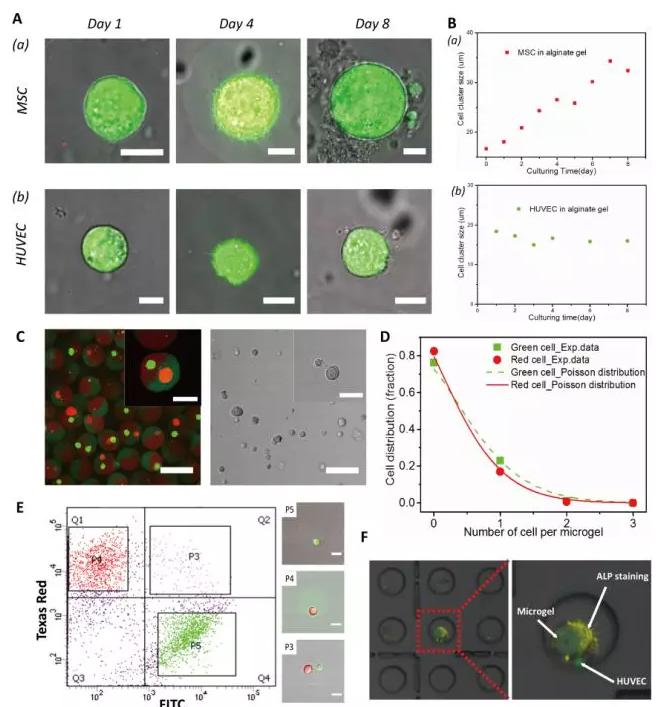 圖2 以多瓣結構微凝膠為三維基質實現不同種類單個細胞的組裝和共培養。 圖2 以多瓣結構微凝膠為三維基質實現不同種類單個細胞的組裝和共培養。