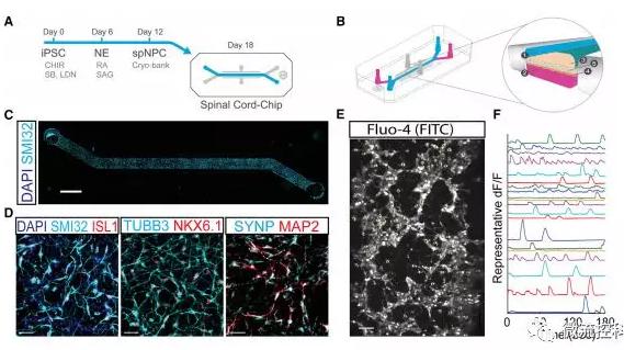 最新器官芯片技術為“漸凍人”點燃希望