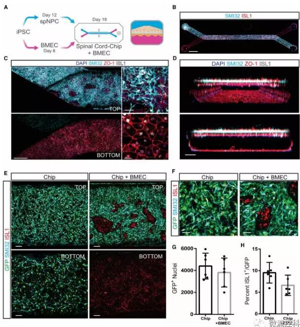 最新器官芯片技術為“漸凍人”點燃希望