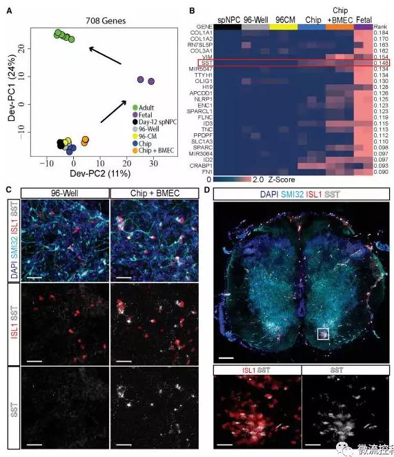 最新器官芯片技術為“漸凍人”點燃希望