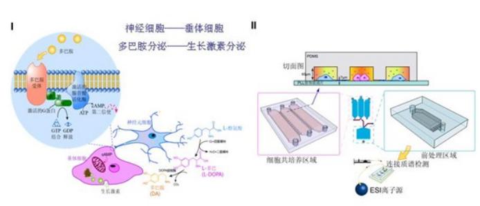 微流控細(xì)胞培養(yǎng)芯片 微流控細(xì)胞培養(yǎng)芯片