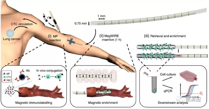 標(biāo)記、捕獲、洗脫培養(yǎng)、分析，完美！
