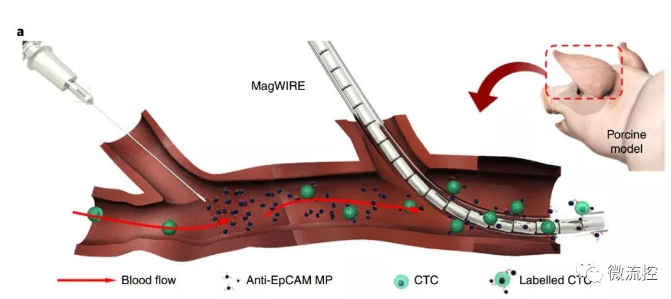 上游加MPs，下游下釣鉤，磁線還有聚四氟乙烯保護(hù)套