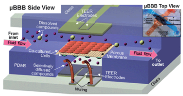 圖2. Booth等人開發(fā)的BBB-on-chip示意圖和圖片。（轉(zhuǎn)載自Booth等人）
