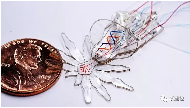 哈佛團隊受孔雀蜘蛛啟發，研發微流體系統驅動的小型軟體機器人