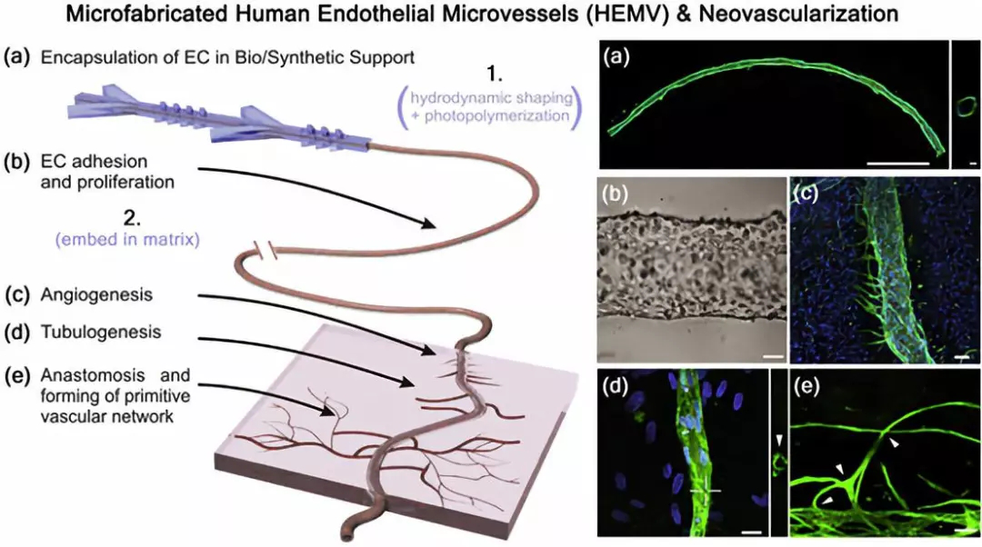 可經歷新血管生成以及與正常人血管成熟相關的其他發育過程
