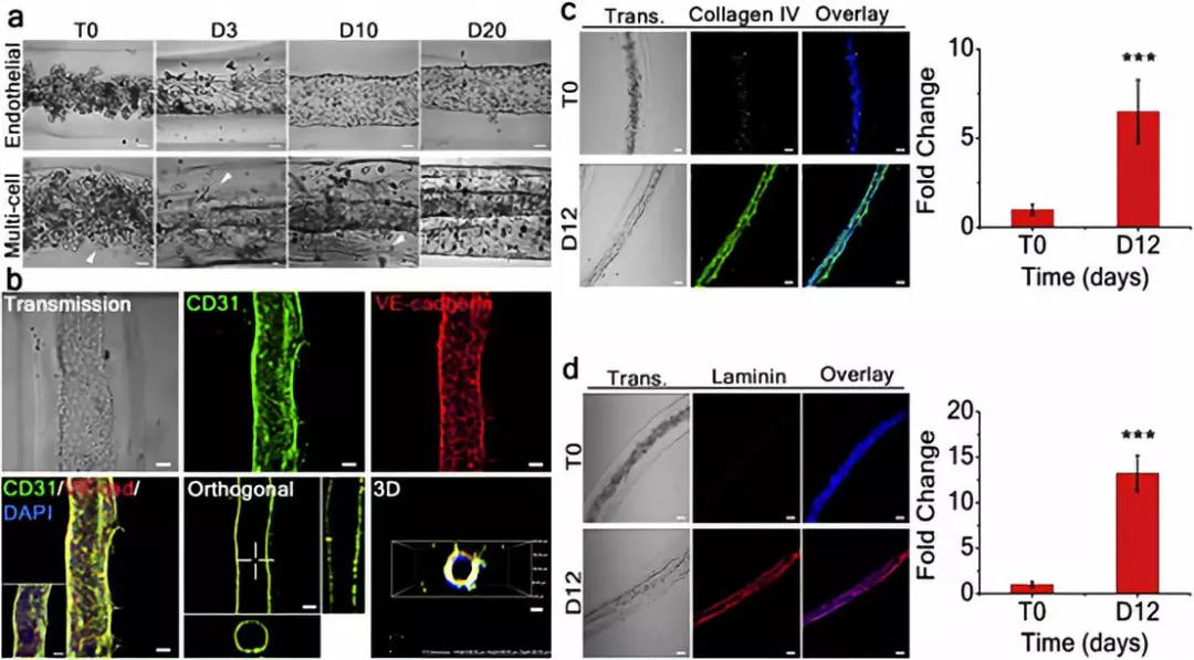 膠原蛋白IV和人層粘連蛋白的顯著表達