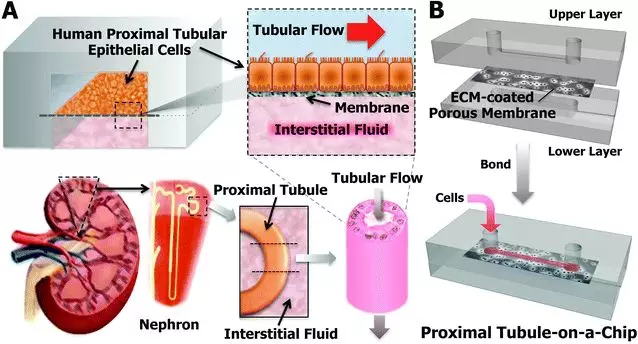 圖1 PDMS仿生腎小管示意圖