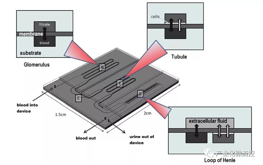  具有三個(gè)功能單元橫截面的微流控芯片裝置的示意圖