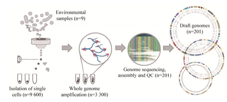 圖4單細胞測序工作流程