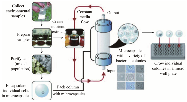 圖7基于單細胞包埋在凝膠微滴板中的高通量培養方法流程圖