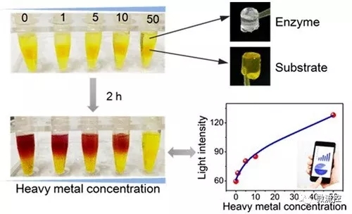 可視化重金屬離子總毒性評估