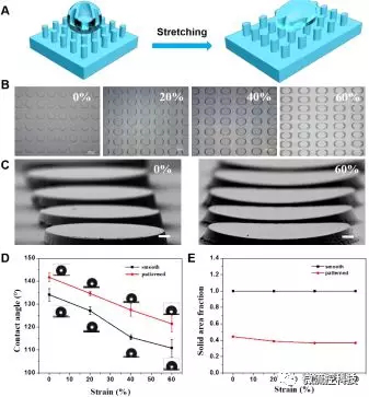 圖1. （A-C）形狀記憶微柱陣列結(jié)構(gòu)在拉伸至20%，40%及60%后的形貌連續(xù)可控變化，及在外力撤銷后形變維持；（D，E）形狀記憶微柱陣列可控拉伸形變后表面浸潤特性改變及微結(jié)構(gòu)形貌改變