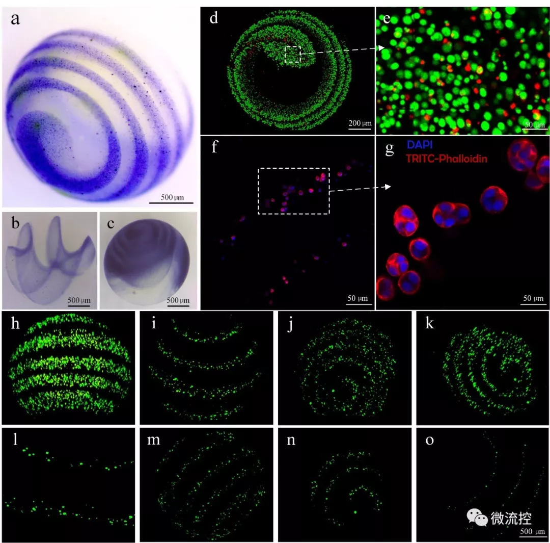 圖 2. 小鼠成纖維細胞(L929)在螺旋凝膠微球內的包裹和增殖
