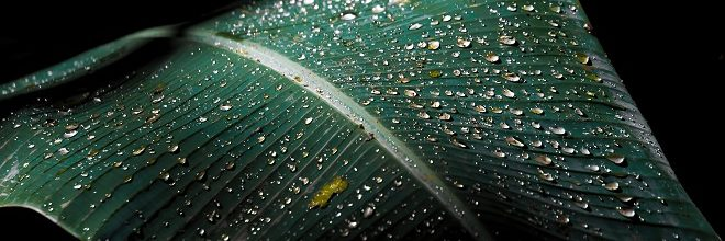 微流體環境培育干細胞走向商業化之旅 微流體環境培育干細胞走向商業化之旅