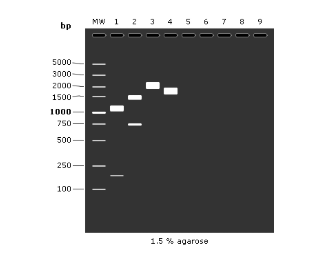 看PCR產物的電泳條帶