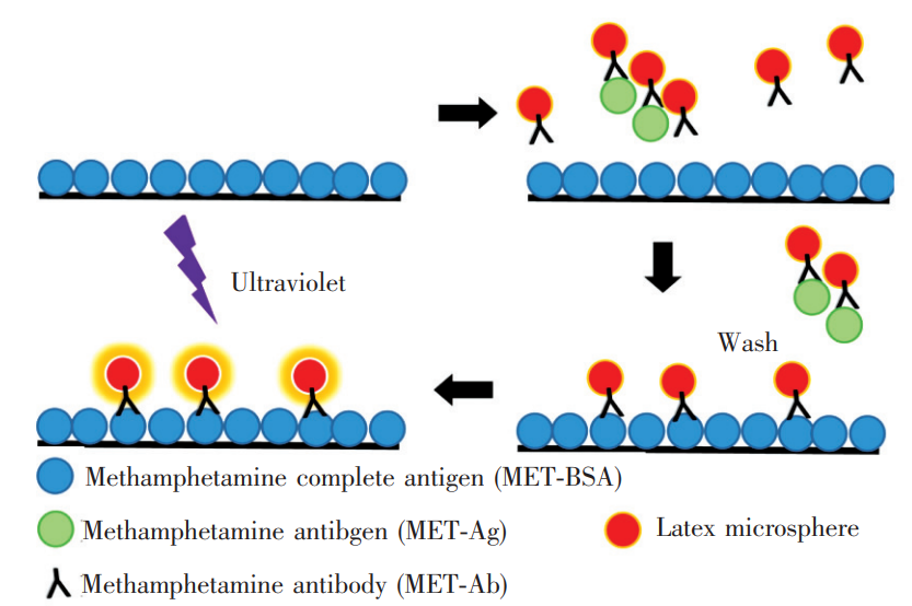 基于時(shí)間分辨熒光免疫競爭法檢測冰毒的步驟示意圖