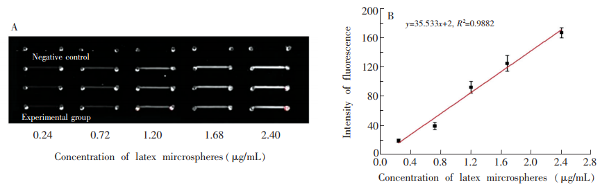 圖4(A)PDMS-PLL雜合芯片檢測梯度連接在乳膠微球上的MET-Ab的熒光圖;(B)對應(yīng)圖(A)的“乳膠微球-灰度值冶曲線