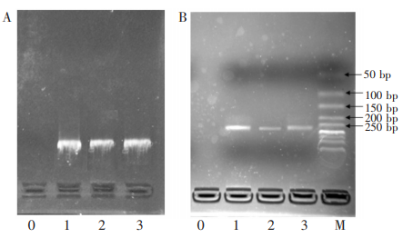 提取液(A)及其PCR產物(B)的凝膠電泳圖0.空白;1.商品化DNAkit提取的基因組DNA;2.磁珠芯片提取的DNA;3.自制磁珠在芯片外提取的