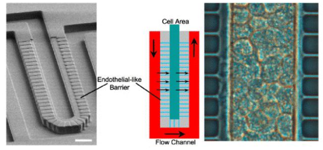 圖3. Lee等人設計的人造肝竇。流動通道和細胞室寬50μm，高30μm。這兩個區域分別模擬血管和肝實質，并由一個由平行微通道（2 x1μm - 寬x高）組成的屏障隔開，該微通道起肝臟內皮細胞（LSECs）的作用。屏障允許同時將肝細胞緊密包裹在細胞區域（右圖），同時確保低剪切應力。（比例尺50μm）。來自Moraes等人的圖。