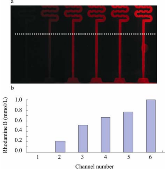 圖 5 芯片的羅丹明 B 藥物濃度梯度的表征