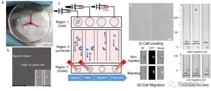 圖 1 SCM-chip的結(jié)構(gòu)表征、操作流程和功能表征