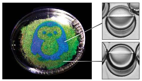 企鵝的圖像從水滴中的油反射; 示出了反射藍色和綠色光的每種類型的液滴的圖像。企鵝是通過使用光響應性表面活性劑和光致圖案化的液滴形狀制成的。圖片來源：賓夕法尼亞州扎爾扎爾實驗室
