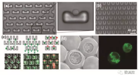 圖1 基于流體力學(xué)的微流控芯片上的單細(xì)胞操控
