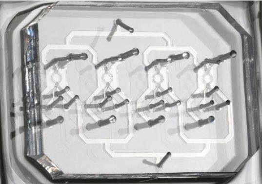 在微流控芯片上培養胚胎干細胞 在微流控芯片上培養胚胎干細胞