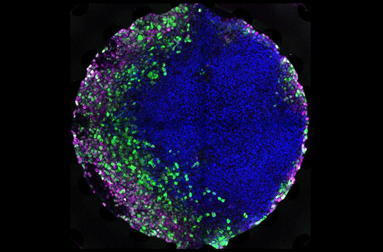 在微流控芯片上培養胚胎干細胞 在微流控芯片上培養胚胎干細胞
